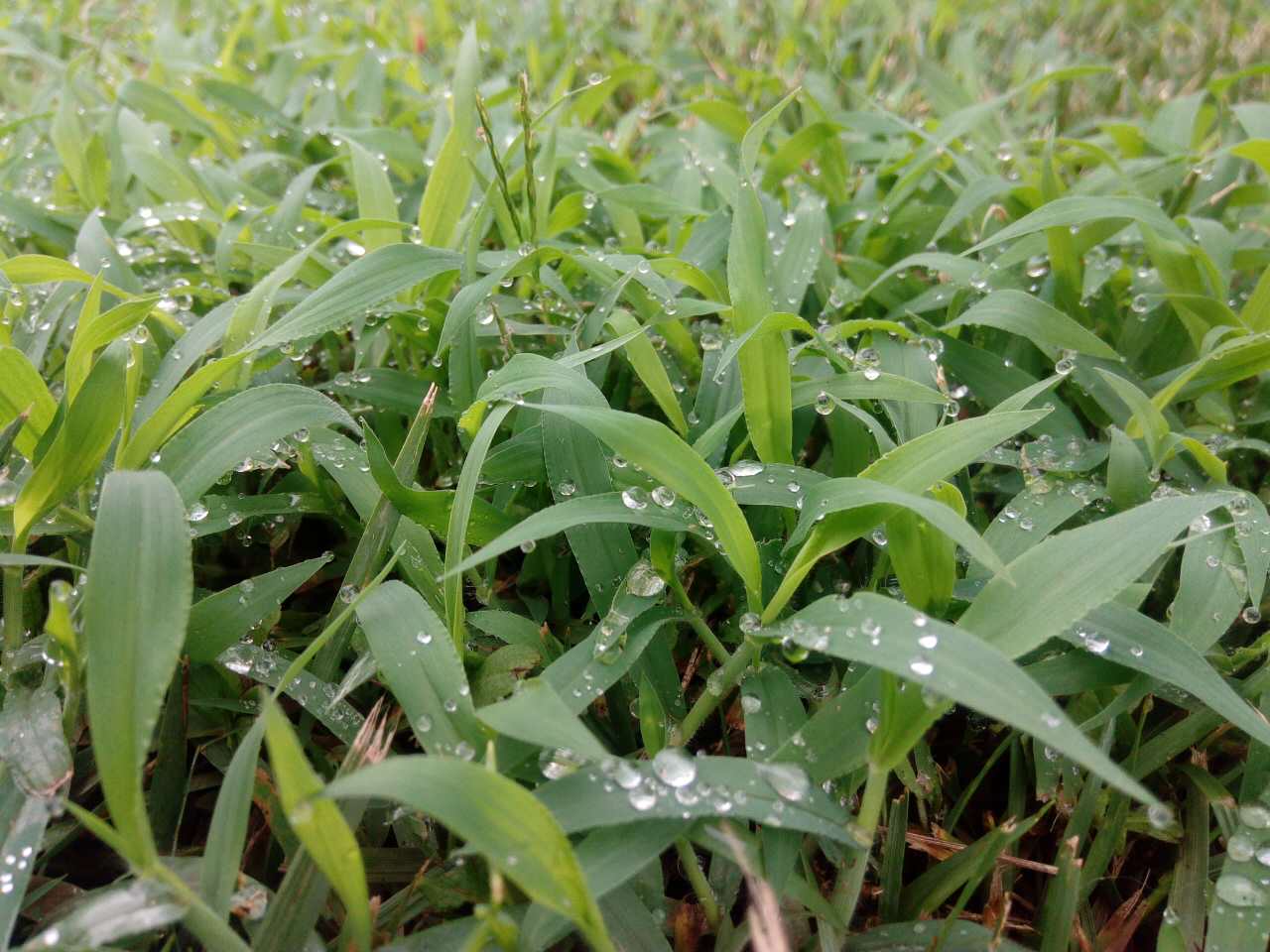 淅淅瀝瀝的夏雨喚起了許多我與瀝青灌縫膠相關(guān)的記憶